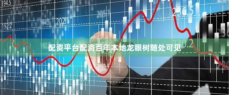 配资平台配资百年本地龙眼树随处可见